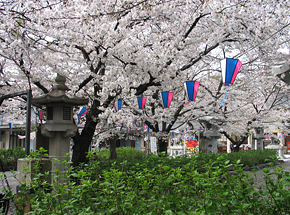 桜まつり「護國の森」